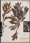 Foto von Salix discolor Muhl.